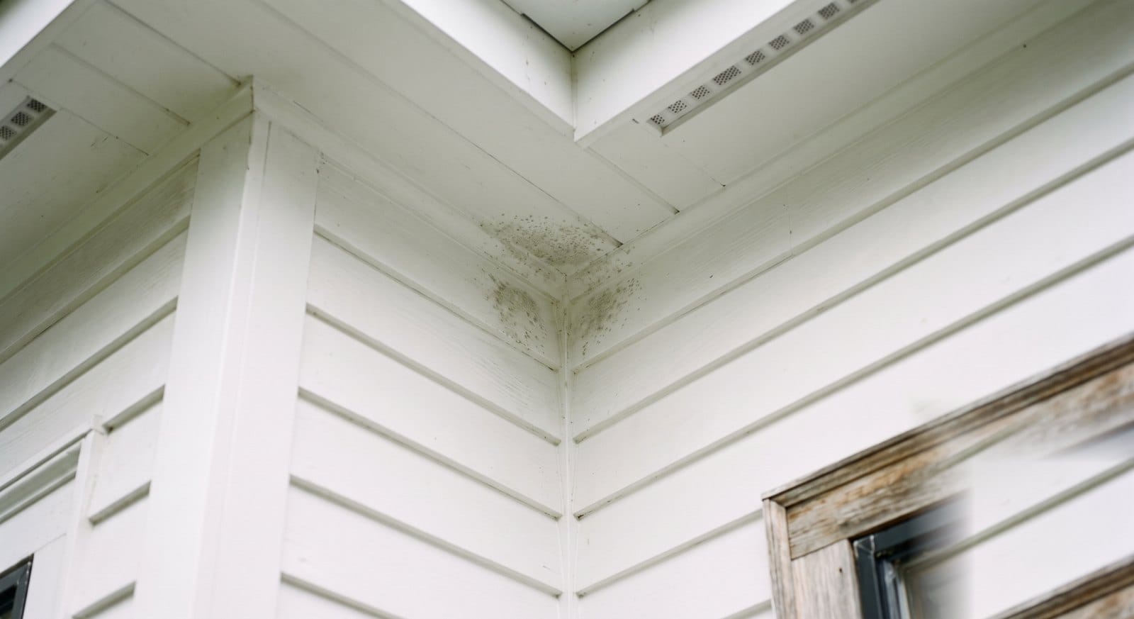 Green and black mildew growth on the shaded north-facing clapboard siding and soffit of a MetroWest Boston home
